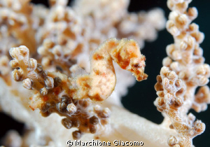 Sea horse
Nikom d200, 105 micro, twin strobo
Walea by Marchione Giacomo 